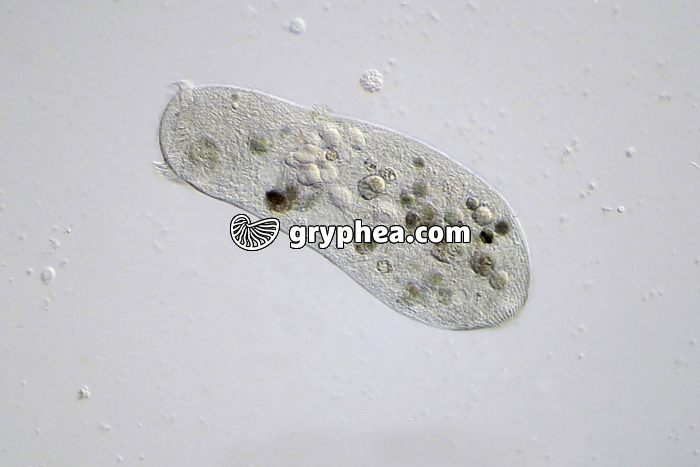 Stentor x30 - gryphea.com